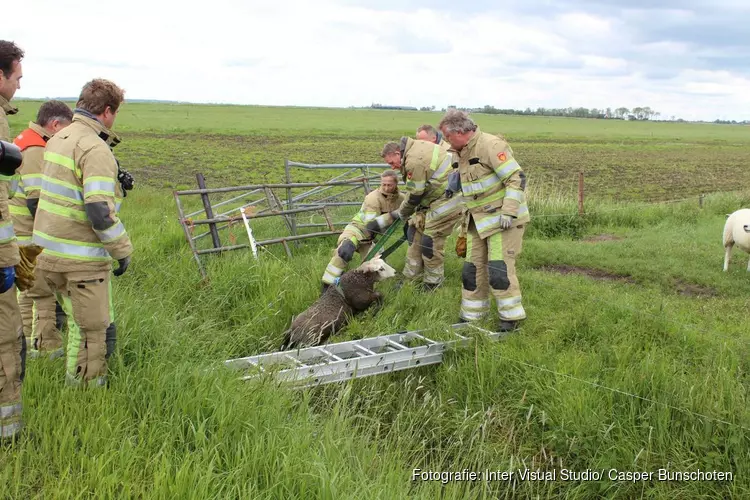 Brandweer redt schaap uit sloot in Eemnes