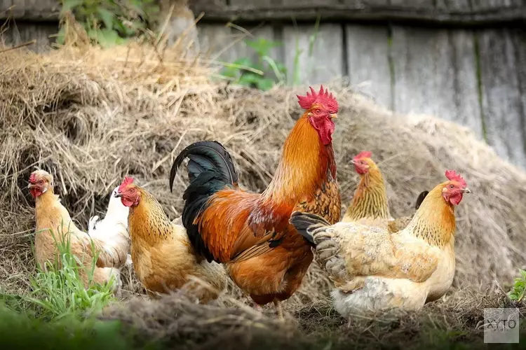 Vogelgriep vastgesteld bij pluimveebedrijf in Vinkeveen