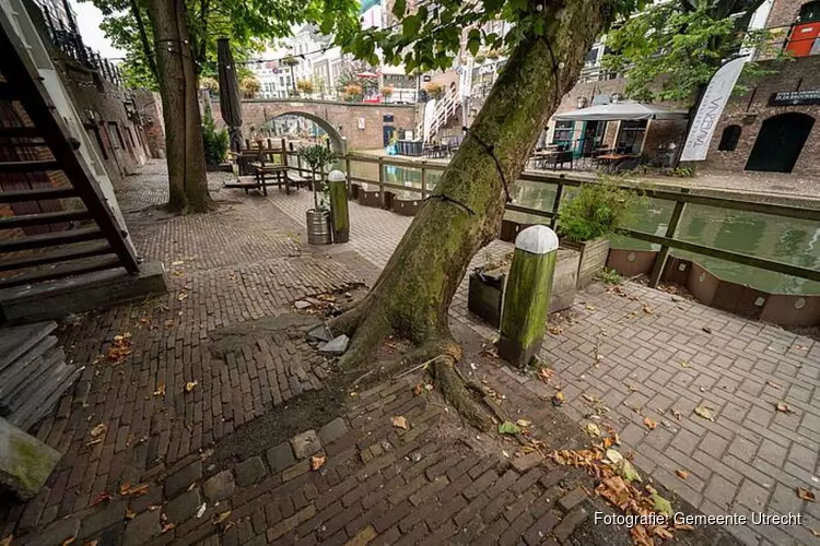 Zeven vergroeide werfbomen bij de Jansbrug moeten worden gekapt