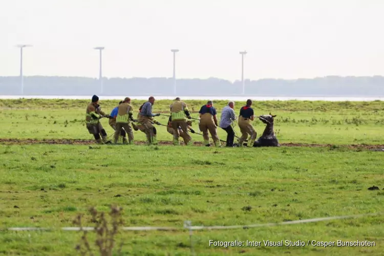 Paard in de sloot in Eemnes