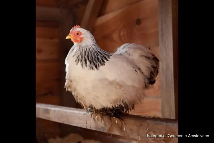 Extra maatregelen vanwege vogelgriep