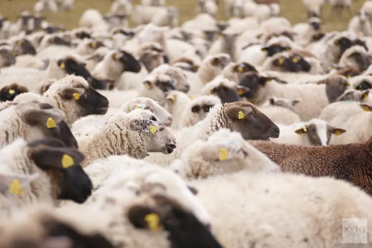 Blauwtongvirus vastgesteld op enkele schapenbedrijven in Midden-Nederland
