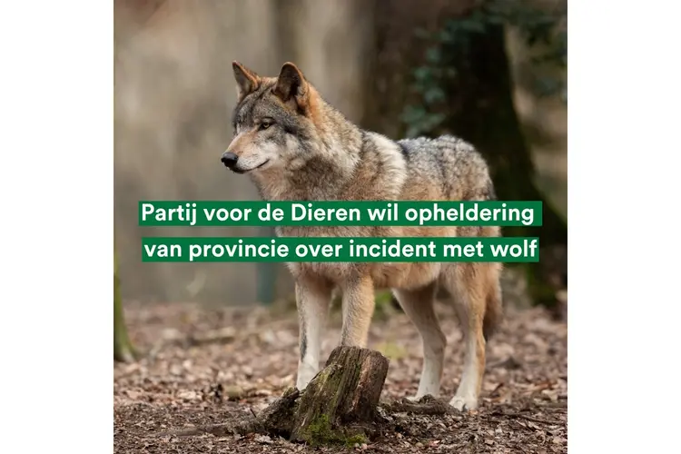 Partij voor de Dieren: Nederlanders zullen moeten wennen aan het leven met de wolf