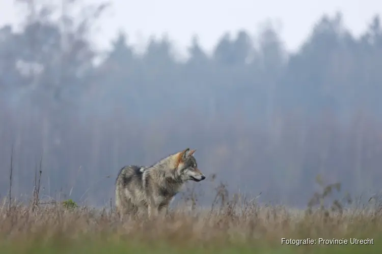 DNA-onderzoek bevestigt: wolf bij incident 31 juli in Austerlitz