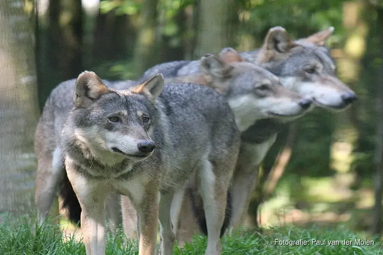 Provincie Utrecht mag wolf voorlopig nog niet vangen en verstoren