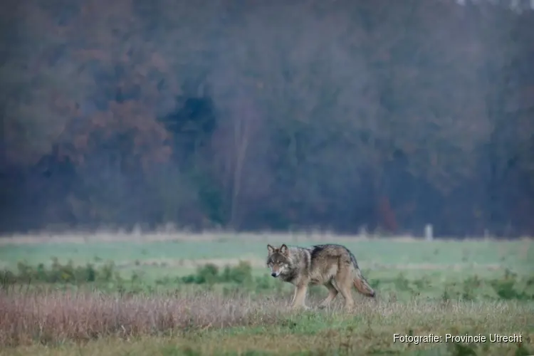 Uitstel behandeling vergunning vangen, verdoven en zenderen wolf