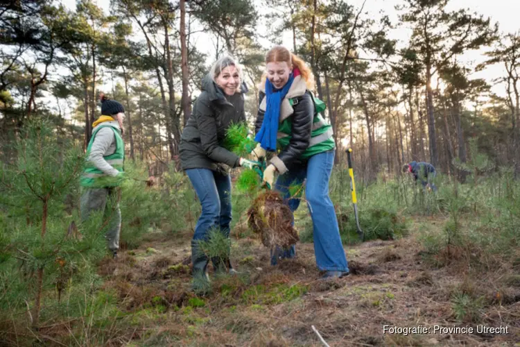 Bomen krijgen een tweede kans in de provincie Utrecht