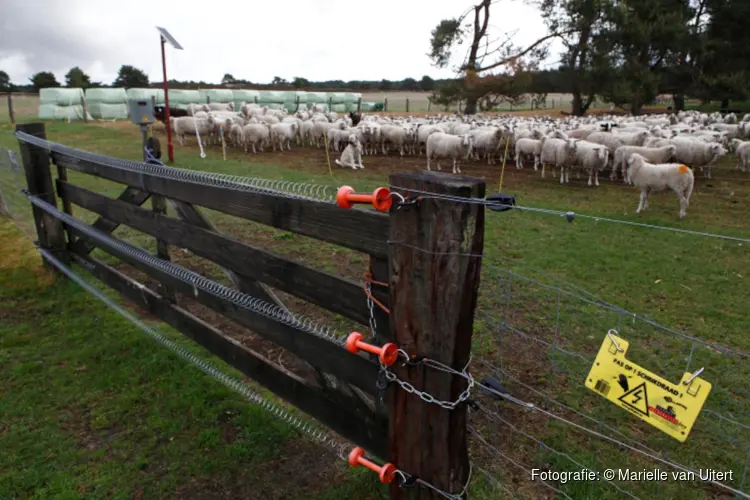 Ook in 2025 subsidies voor wolfwerende maatregelen